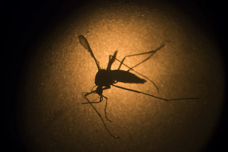 Muỗi Aedes aegypt là thủ phạm gây ra bệnh sốt xuất huyết.